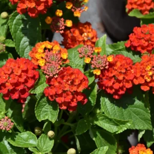 Red Lantana Live Plants - 2 Pack, Perennial Flowering, 4-8'' Tall, Well Rooted Outdoor Growing