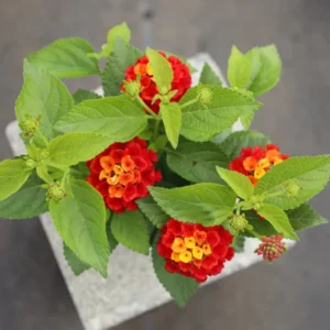 Red Lantana Live Plants - 2 Pack, Perennial Flowering, 4-8'' Tall, Well Rooted Outdoor Growing