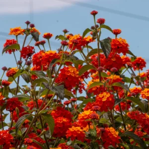 Red Lantana Live Plants - 2 Pack, Perennial Flowering, 4-8'' Tall, Well Rooted Outdoor Growing
