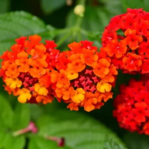 Red Lantana Live Plants - 2 Pack, Perennial Flowering, 4-8'' Tall, Well Rooted Outdoor Growing
