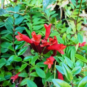 Red Lipstick Plant Live Houseplant Plugs 2-4 Inch Indoor Outdoor