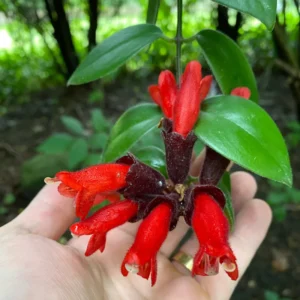 Red Lipstick Plant Live Houseplant Plugs 2-4 Inch Indoor Outdoor