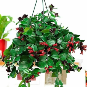 Red Lipstick Plant Live Houseplant Plugs 2-4 Inch Indoor Outdoor