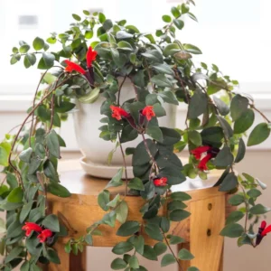 Red Lipstick Plant Live Houseplant Plugs 2-4 Inch Indoor Outdoor
