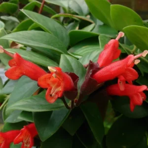Red Lipstick Plant Live Houseplant Plugs 2-4 Inch Indoor Outdoor