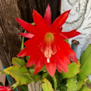 Red Orchid Cactus Plant, Epiphyllum Orchid Cactus - 6-8'' Tall Flowering Houseplant