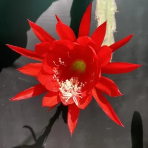 Red Orchid Cactus Plant, Epiphyllum Orchid Cactus - 6-8'' Tall Flowering Houseplant