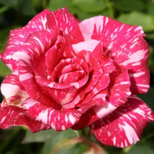 Red Pink Mini Rose Plant - 3-5 Inch Dwarf Rose Bush