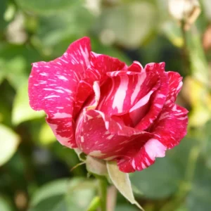 Red Pink Mini Rose Plant - 3-5 Inch Dwarf Rose Bush
