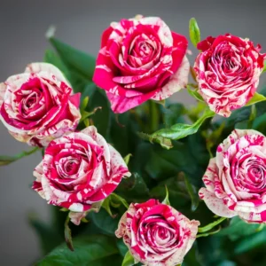 Red Pink Mini Rose Plant - 3-5 Inch Dwarf Rose Bush