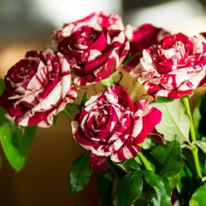 Red Pink Mini Rose Plant - 3-5 Inch Dwarf Rose Bush