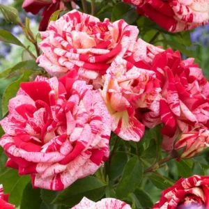 Red Pink Mini Rose Plant - 3-5 Inch Dwarf Rose Bush