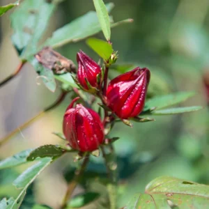 Red Roselle Hibiscus Plant - 4-7 inch Sorrel Jamaica Hibiscus Flower