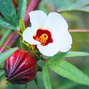Red Roselle Hibiscus Plant 8-12 Inches - Edible Hibiscus - Garden Ready