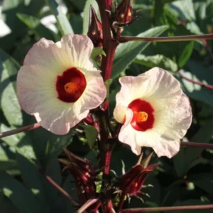 Red Roselle Hibiscus Plant 8-12 Inches - Edible Hibiscus - Garden Ready