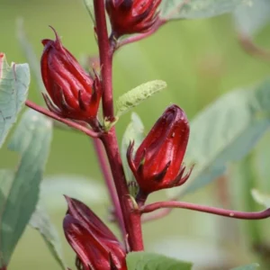 Red Roselle Hibiscus Plant 8-12 Inches - Edible Hibiscus - Garden Ready