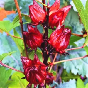 Red Roselle Hibiscus Plant 8-12 Inches - Edible Hibiscus - Garden Ready