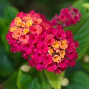 Rose Lantana Live Plants Perennial Flowering Outdoor Growing 4-8'' Tall