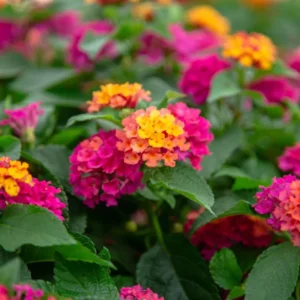 Rose Lantana Live Plants Perennial Flowering Outdoor Growing 4-8'' Tall