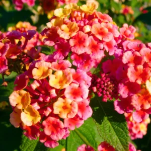 Rose Lantana Live Plants Perennial Flowering Outdoor Growing 4-8'' Tall