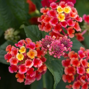 Rose Lantana Live Plants Perennial Flowering Outdoor Growing 4-8'' Tall