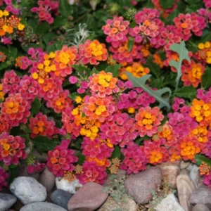 Rose Lantana Live Plants Perennial Flowering Outdoor Growing 4-8'' Tall