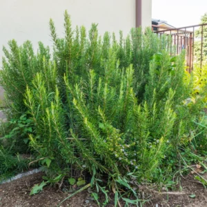 Rosemary Plant Live Culinary Herb 4-7 Inches Aromatic Garden Essential