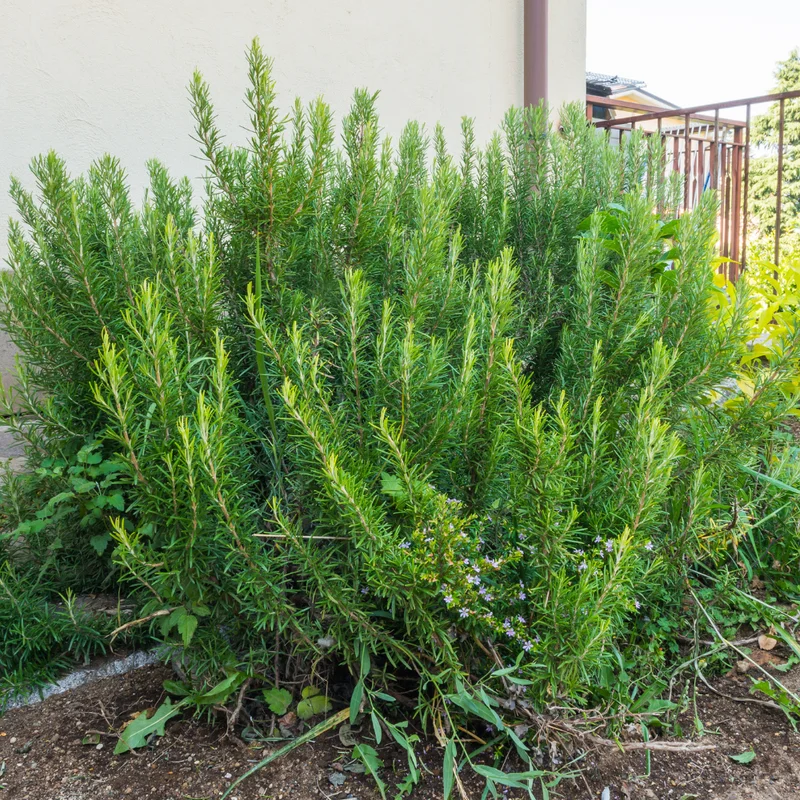 Rosemary Plant Live Culinary Herb 4-7 Inches Aromatic Garden Essential