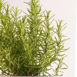 Rosemary Plant Live Culinary Herb 4-7 Inches Aromatic Garden Essential