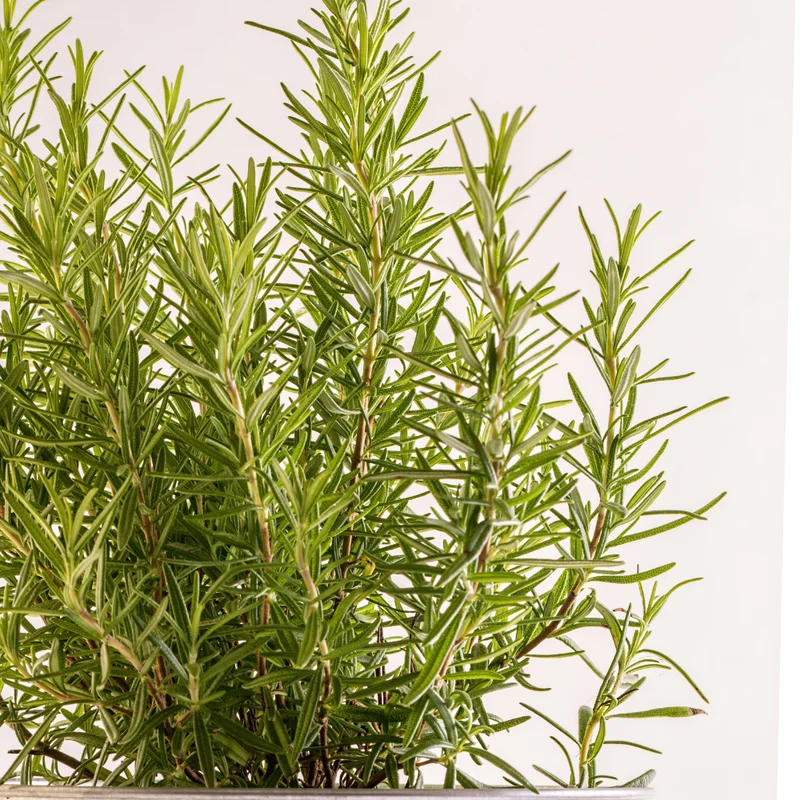 Rosemary Plant Live Culinary Herb 4-7 Inches Aromatic Garden Essential