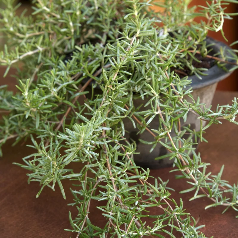 Rosemary Plant Live Culinary Herb 4-7 Inches Aromatic Garden Essential