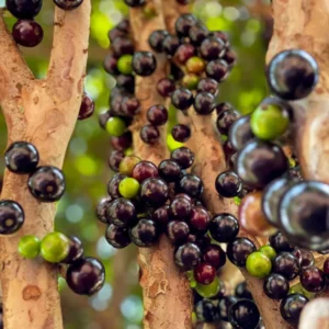 Sabara Jaboticaba Tree - 4-7 Inches - Fruit Tree Sapling