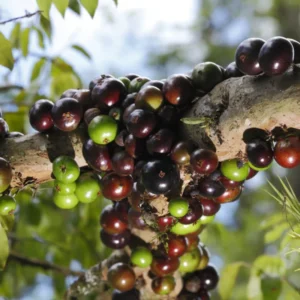 Sabara Jaboticaba Tree - 4-7 Inches - Fruit Tree Sapling