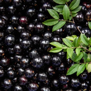 Sabara Jaboticaba Tree - 4-7 Inches - Fruit Tree Sapling