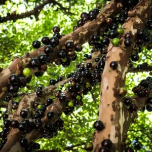 Sabara Jaboticaba Tree - 4-7 Inches - Fruit Tree Sapling