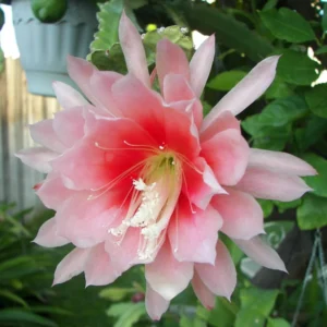 Salmon Epiphyllum Orchid Cactus Live Plant 6-8'' Indoor Outdoor