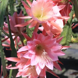 Salmon Epiphyllum Orchid Cactus Live Plant 6-8'' Indoor Outdoor