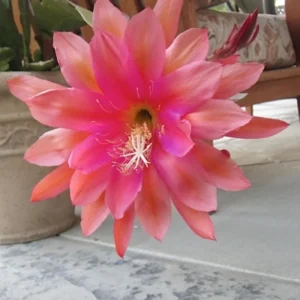 Salmon Epiphyllum Orchid Cactus Live Plant 6-8'' Indoor Outdoor