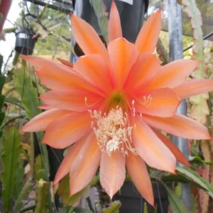 Salmon Epiphyllum Orchid Cactus Live Plant 6-8'' Indoor Outdoor