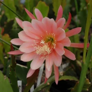 Salmon Epiphyllum Orchid Cactus Live Plant 6-8'' Indoor Outdoor