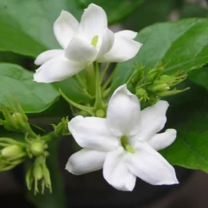 Sambac Jasmine Live Plant - 1 Feet Tall - Fragrant Flower Plant