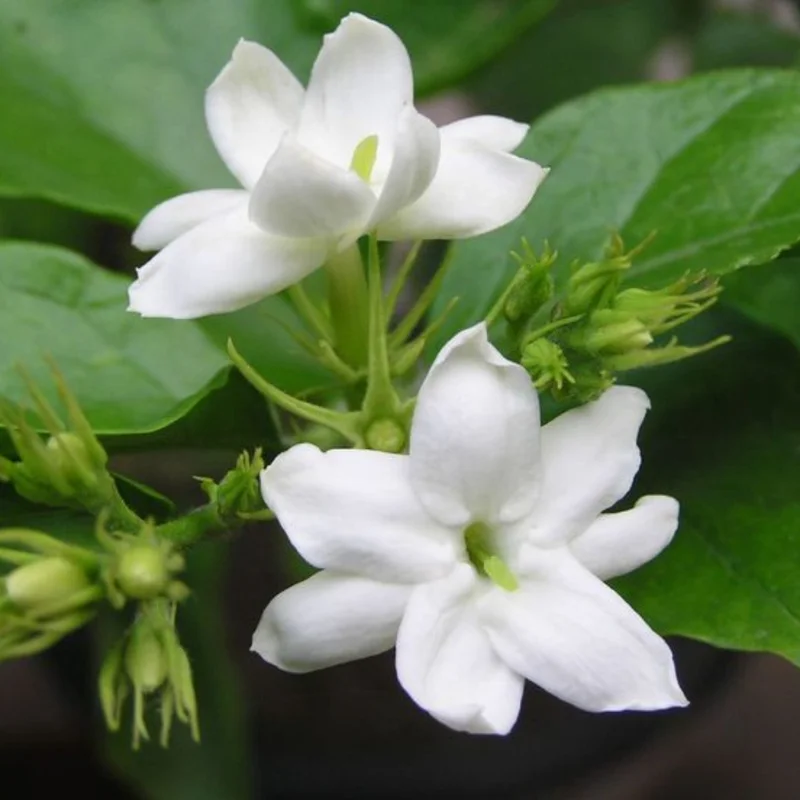 Sambac Jasmine Live Plant - 1 Feet Tall - Fragrant Flower Plant