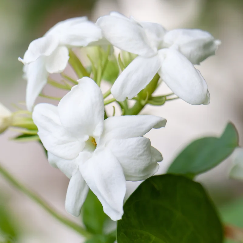 Sambac Jasmine Live Plant - 1 Feet Tall - Fragrant Flower Plant