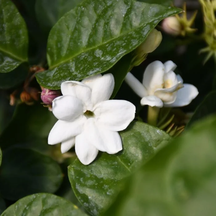 Sambac Jasmine Live Plant - 1 Feet Tall - Fragrant Flower Plant
