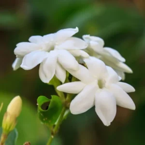 Sambac Jasmine Plant Live 8-10 Inches Tall Blooming Fragrant
