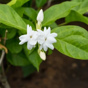 Sambac Jasmine Plant Live 8-10 Inches Tall Blooming Fragrant