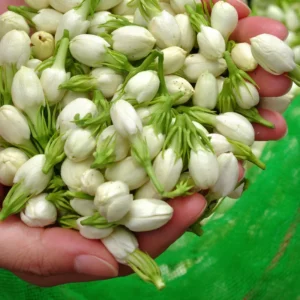 Sambac Jasmine Plant Live 8-10 Inches Tall Blooming Fragrant