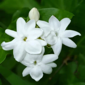 Sambac Jasmine Plant Live 8-10 Inches Tall Blooming Fragrant