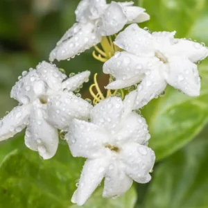 Sambac Jasmine Plant Live 8 inch Tall fragrant blooms