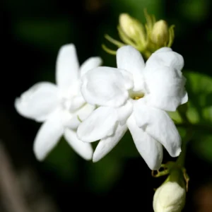 Sambac Jasmine Plant Live 8 inch Tall fragrant blooms